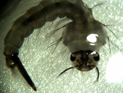 Foto d'una larva de mosquit feta amb la càmera col·locada a sobre d'una lupa binocular