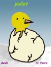 Pollet