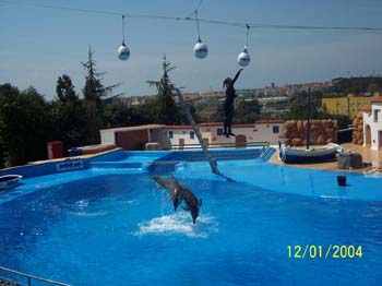 dofins marineland 02