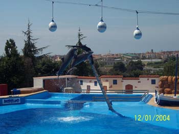 dofins marineland 04