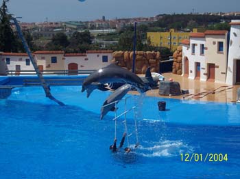 dofins marineland 05