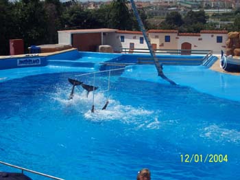 dofins marineland 06