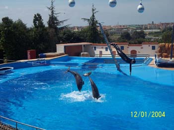 dofins marineland 09