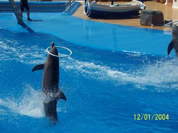 dofins marineland 12