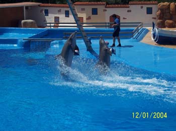 dofins marineland 14