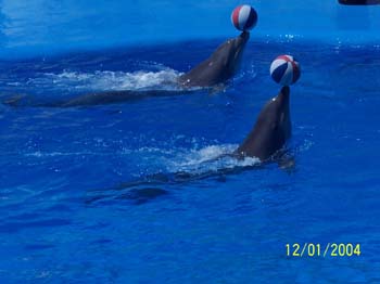 dofins marineland 15