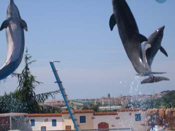 dofins marineland 18