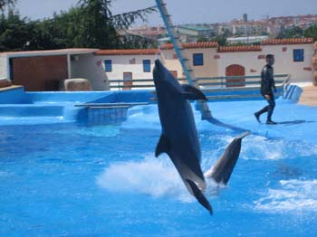 dofins marineland 20