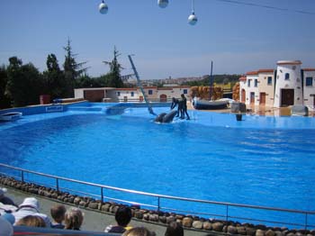 dofins marineland 21