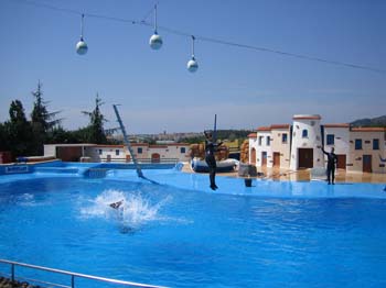 dofins marineland 23