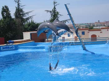 dofins marineland 29