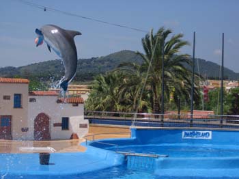 dofins marineland 31