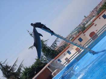 dofins marineland 32