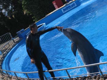 dofins marineland 33