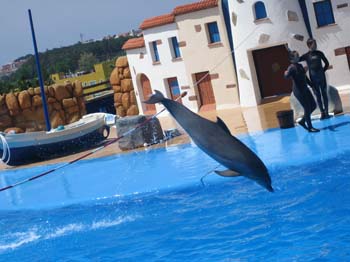 dofins marineland 36