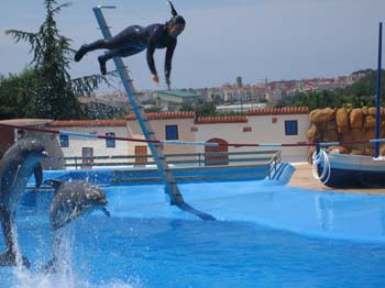 dofins marineland 37