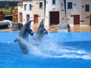 dofins marineland 46