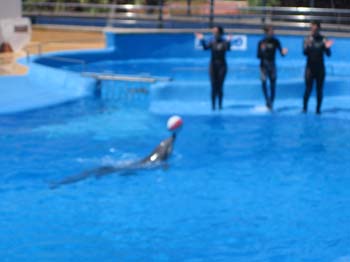 dofins marineland 47