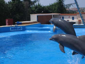 dofins marineland 49