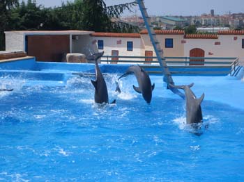 dofins marineland 50