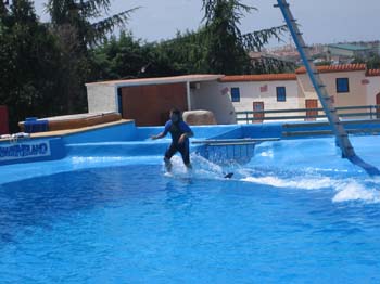 dofins marineland 53