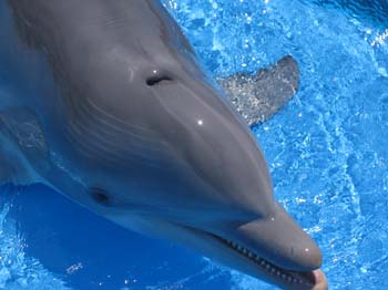dofins marineland 57