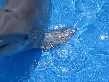 dofins marineland 58