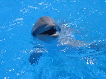 dofins marineland 59