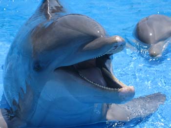 dofins marineland 64