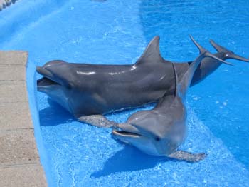 dofins marineland 66