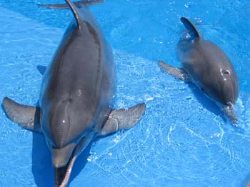 dofins marineland 68