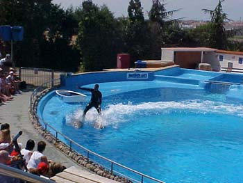 dofins marineland 79