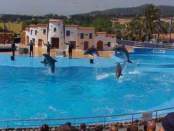 dofins marineland 83