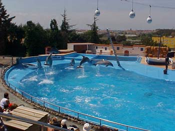 dofins marineland 84