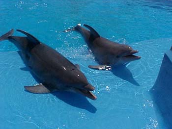 dofins marineland 87