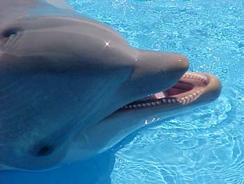 dofins marineland 90