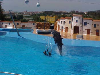 dofins marineland 94