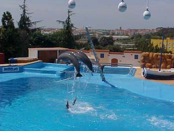 dofins marineland 95