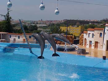 dofins marineland 96