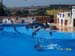 dofins marineland 05