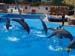 dofins marineland 16