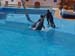 dofins marineland 93