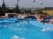 dofins marineland 97