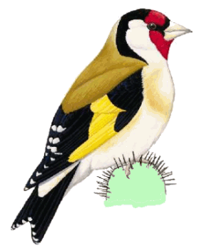 cadernera