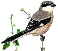 capsigrany