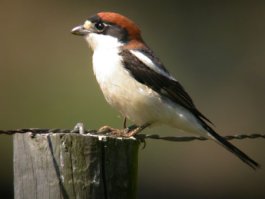 capsigrany