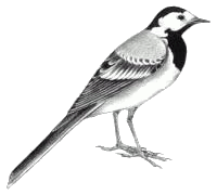 cuereta blanca