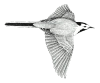 cuereta blanca