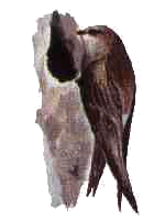 falciot negre