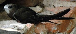 falciot negre